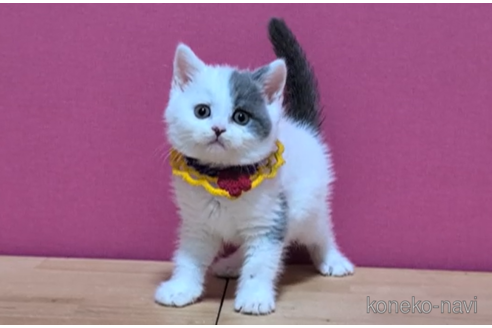 成約済の東京都のスコティッシュフォールド-115051の3枚目